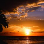 silhouette of tree near body of water at sunset