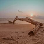 landscape photography of driftwood in seashore